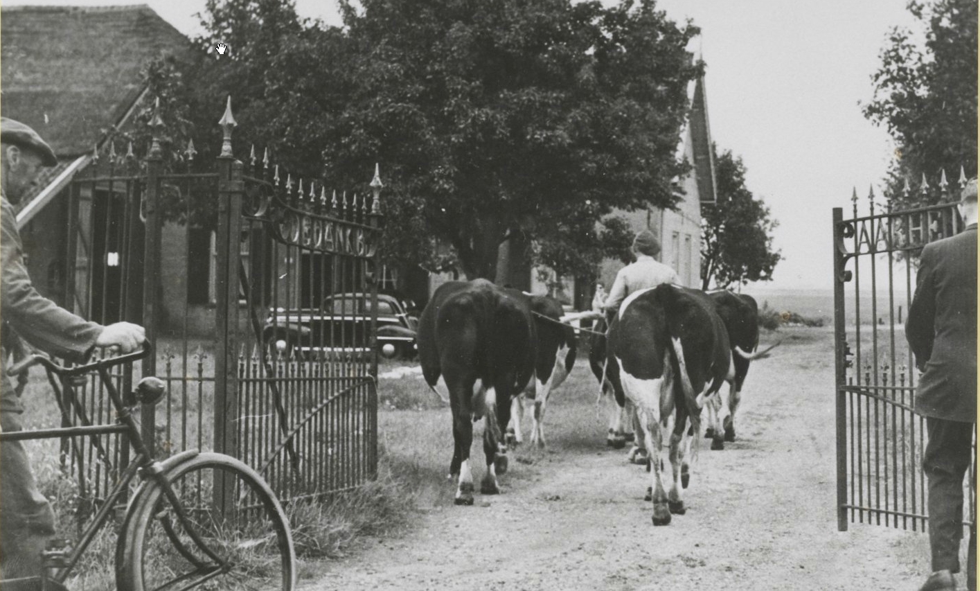 Johannes Helsloot 1894 links ; overkomen van de laatste koeien vanuit Sloten naar Boerderij de Dankbaarheid (1950)