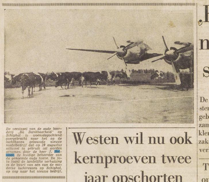 Klik voor foto in apart venster johannes_helsloot_1894_verplaatsing_veestapel_van_dankbaarheid_naar_schipholhoeve___het_vrije_volk_22-08-1957.jpg